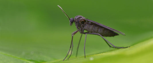 Combatting Fungus Gnats: Effective Strategies for a Healthier Garden