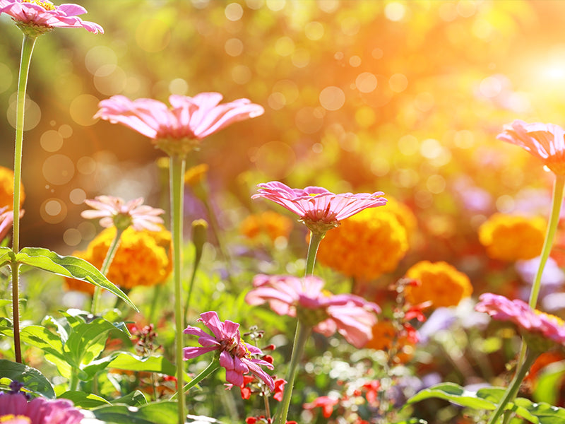 Efekto – All The Food Your Garden Craves