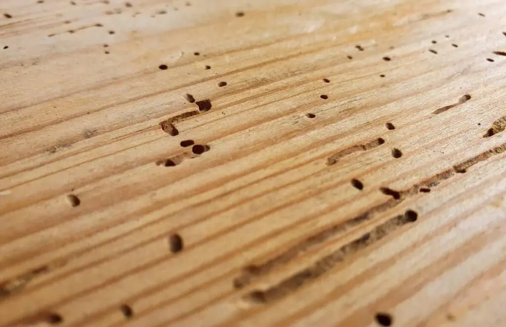 Wood Mites: Understanding, Preventing, and Eliminating the Tiny Pests