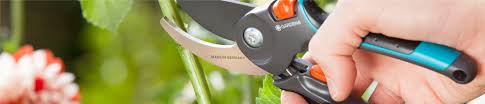 Pruning Basics: Secateurs