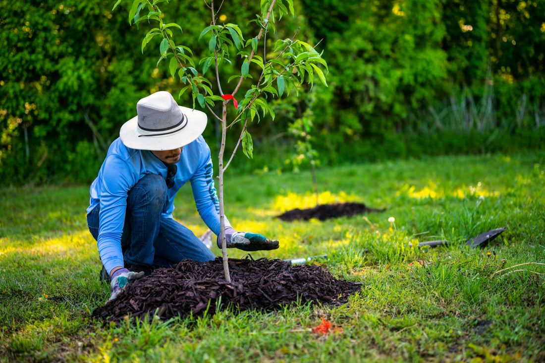A Guide to Growing Trees in South African Gardens