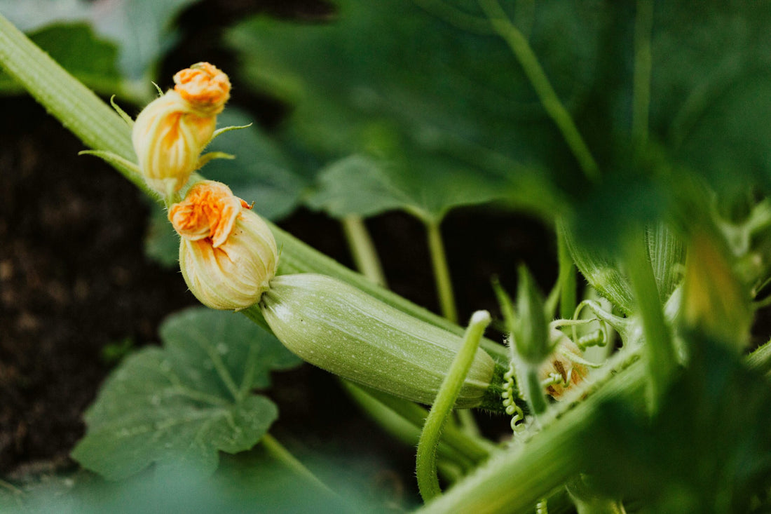 Understanding Pollination for a Bountiful Harvest