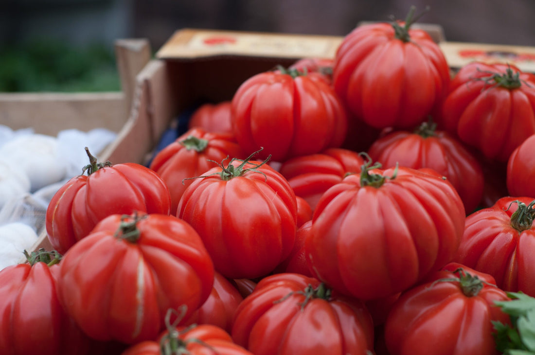 Tomato Varieties for South African Home Gardening