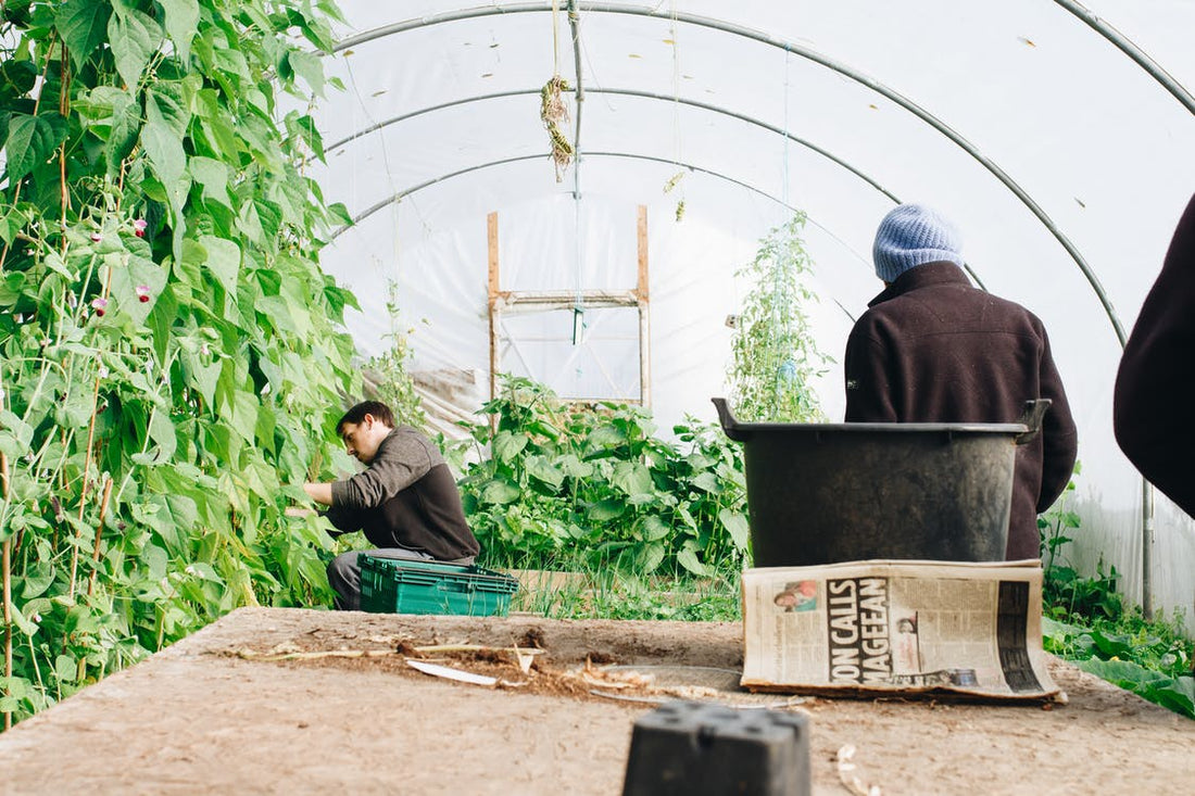 The Basics Of Greenhouses – Common Types