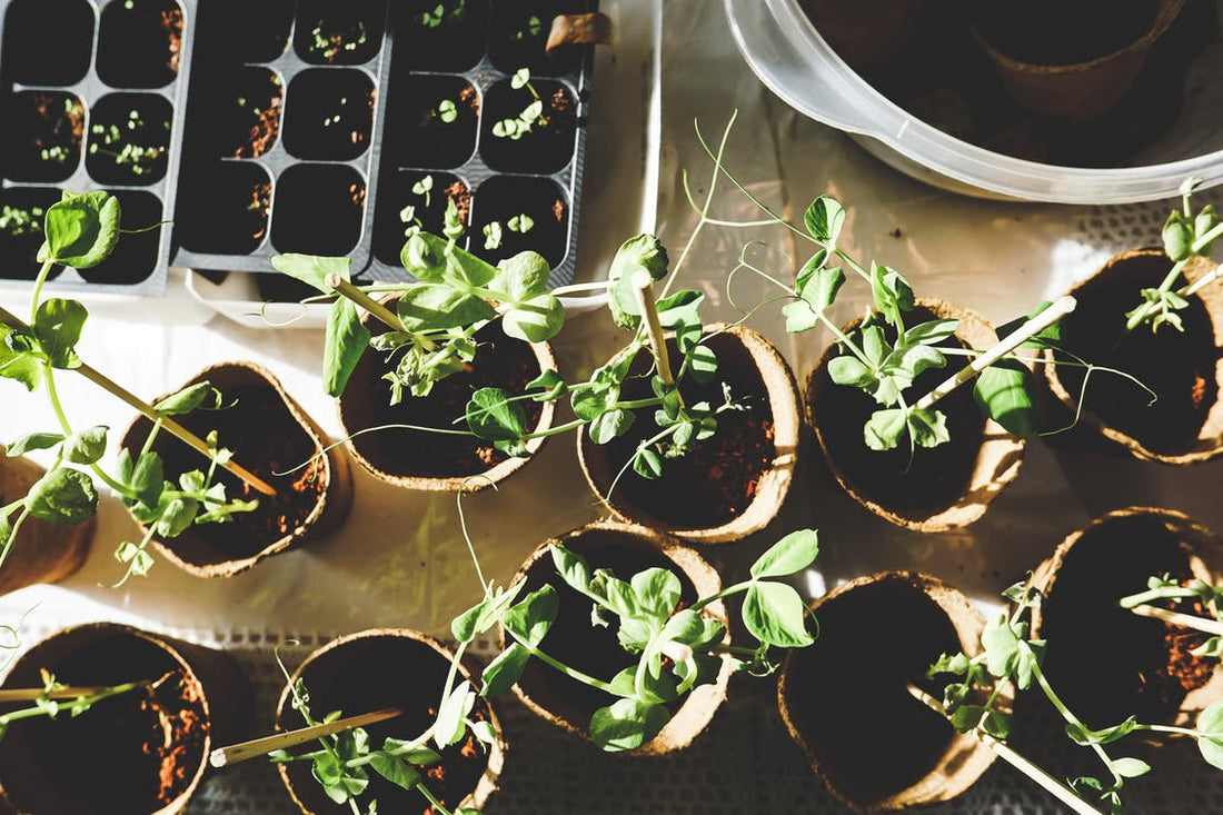 Dealing with Indoor Insects and Fungi