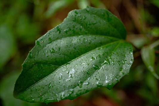 Sustainable Living – Using Rain