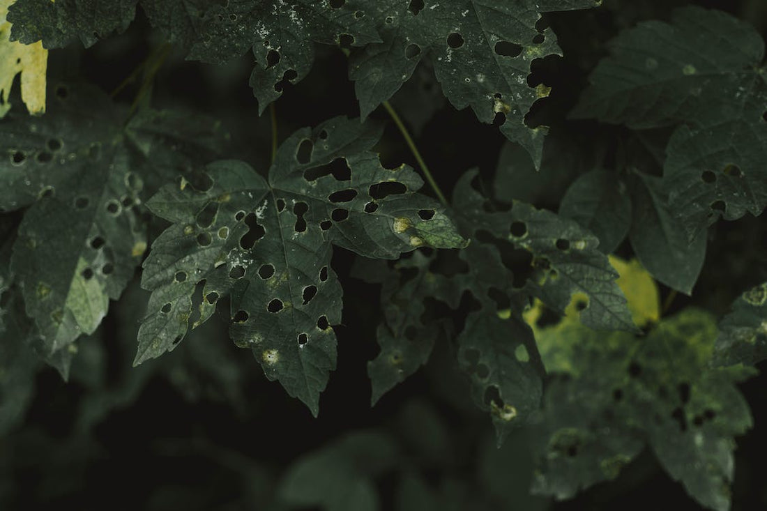 Diseases to Be Aware of in Your South African Home Garden