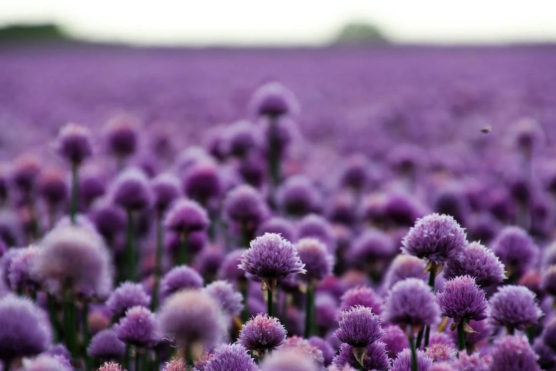 Preparing Your Garden for Spring Weather in South Africa