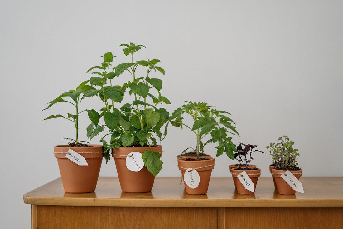 Newbie Guide To Home Gardening