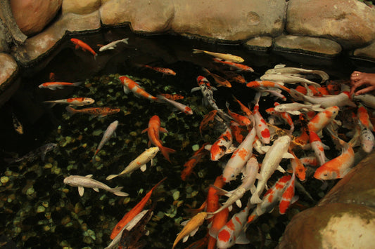 Creating Your Own Pond on a Budget: Easy and Inexpensive DIY Pond Building at Home