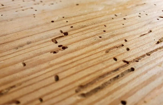 Wood Mites: Understanding, Preventing, and Eliminating the Tiny Pests