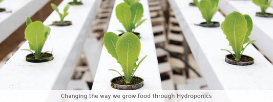 New Ways Of Growing with Marley Hydroponic Systems