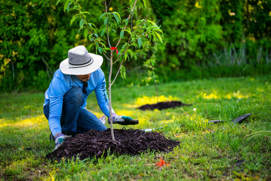 A Guide to Growing Trees in South African Gardens