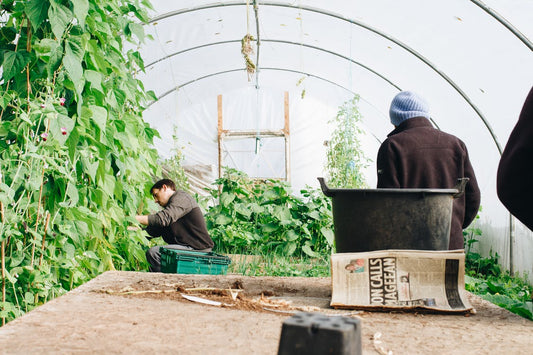 The Basics Of Greenhouses &#8211; Common Types