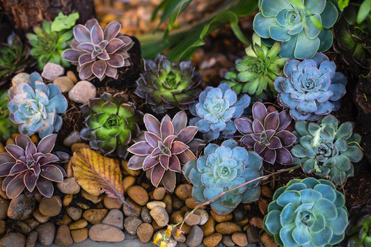 Getting Into Succulents &#8211; The Basics