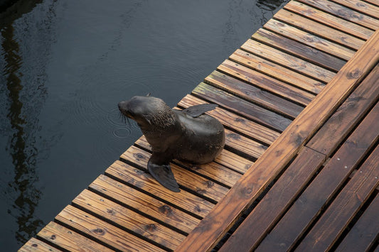 Painting &#038; Protecting Your Deck